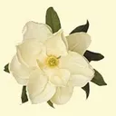 Magnolia Gardens