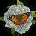 Painted Lady logo