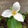 Humboldt Permaculture Guild