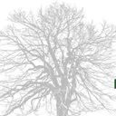Standing Trees logo