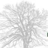 Standing Trees